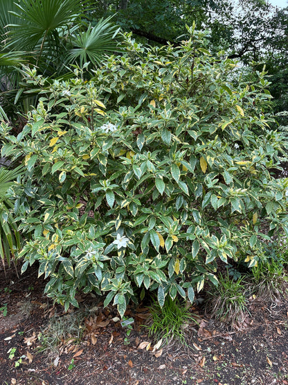 Gardenia augusta 'Variegata'