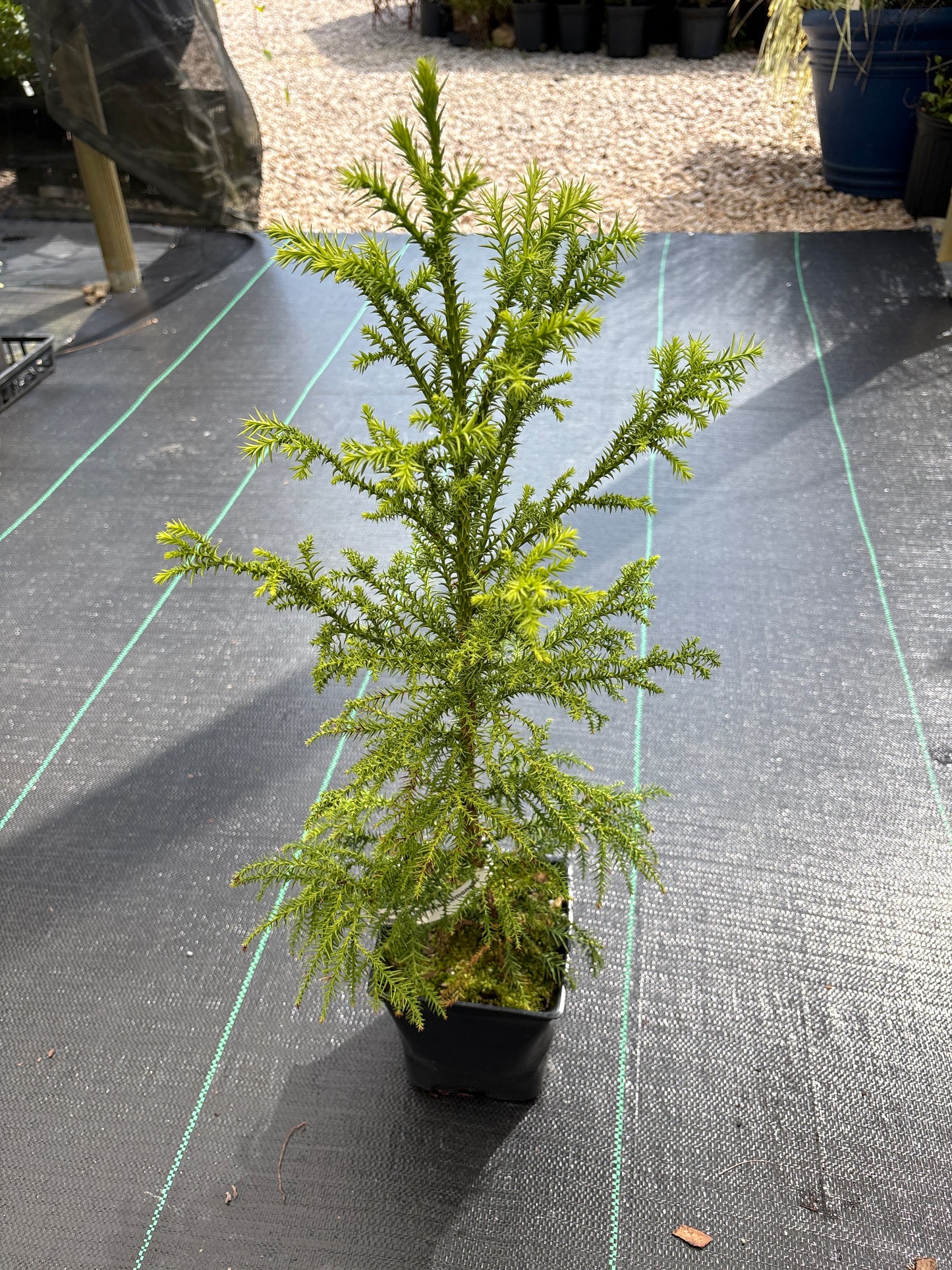 Cryptomeria japonica 'Lemonade'
