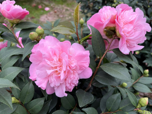 Camellia x 'High Fragrance'