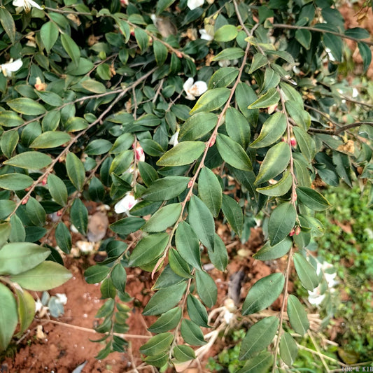 Camellia synaptica
