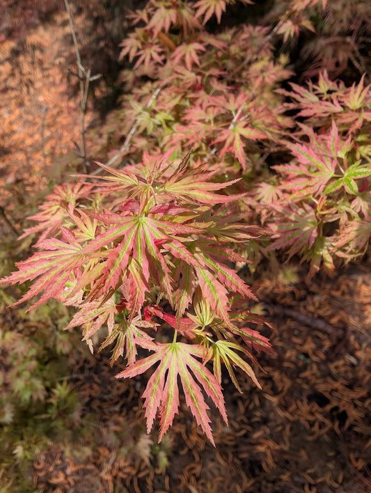 Acer palmatum 'Abigail Rose' Dwarf Variegated Japanese Maple