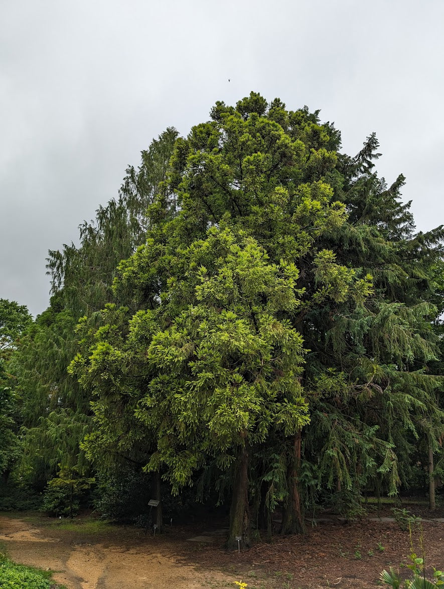 Cryptomeria japonica 'Sekkan Sugi'