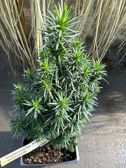 Cryptomeria japonica 'Ryoku Gyoku'