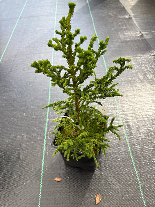 Cryptomeria japonica 'Nana'