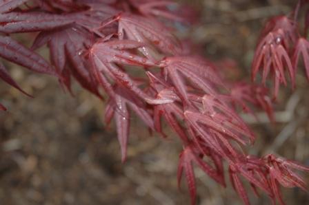 Acer palmatum 'Stanley Park Seedling'