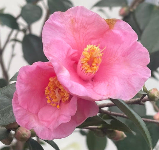 Camellia x 'Tina Tuttle' NEW INTRODUCTION