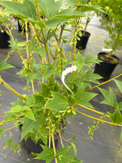 Acer rufinerve 'Hatsuyuki'