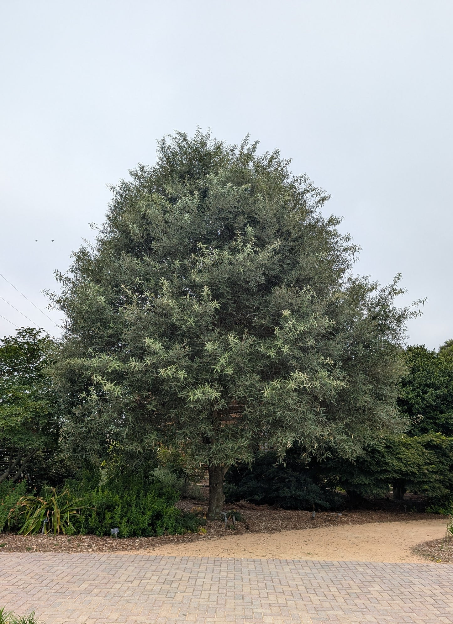Quercus hypoleucoides