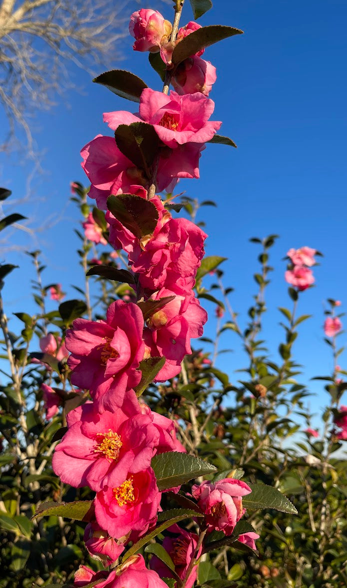 Camellia  x 'Rosa Marie' NEW
