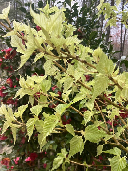 Acer caudatifolium "Variegated"