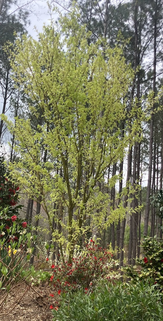 Acer caudatifolium "Variegated"