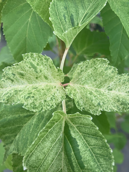 Acer caudatifolium "Variegated"