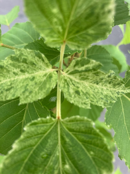 Acer caudatifolium "Variegated"
