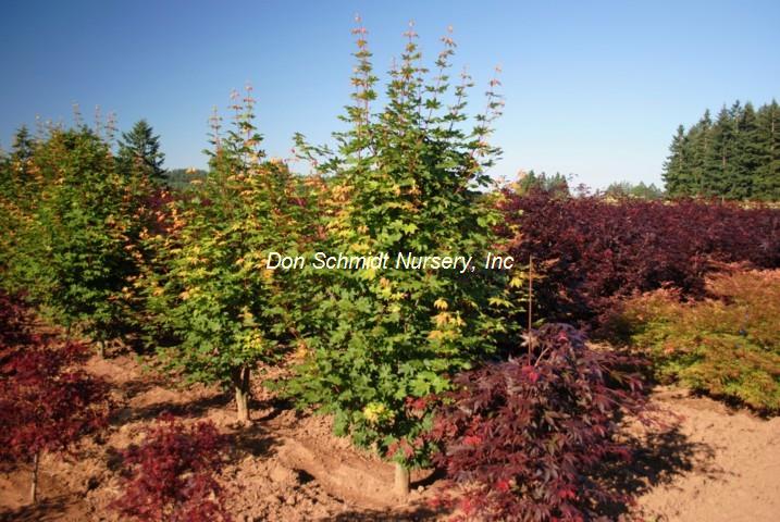 Acer circinatum x palmatum 'Herbstfeuer'