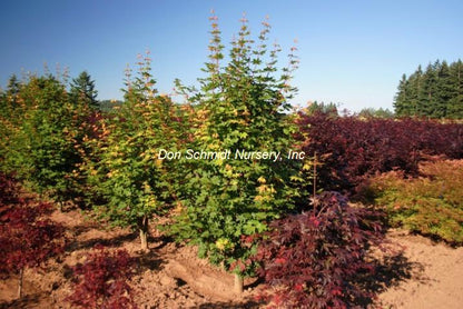 Acer circinatum x palmatum 'Herbstfeuer'