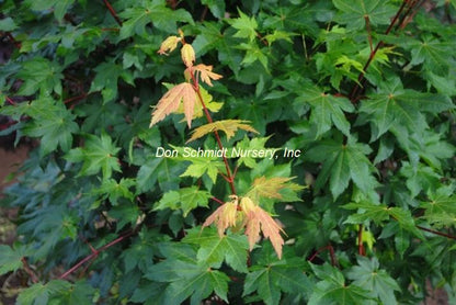 Acer circinatum x palmatum 'Herbstfeuer'