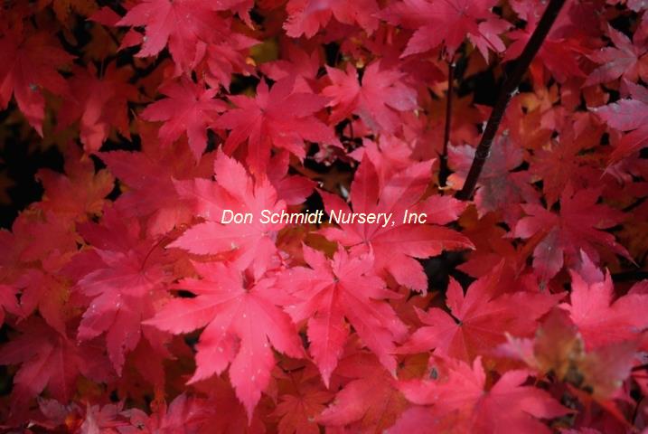 Acer circinatum x palmatum 'Herbstfeuer'