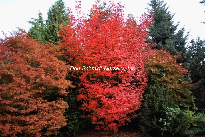 Acer circinatum x palmatum 'Herbstfeuer'