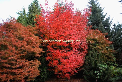 Acer circinatum x palmatum 'Herbstfeuer'