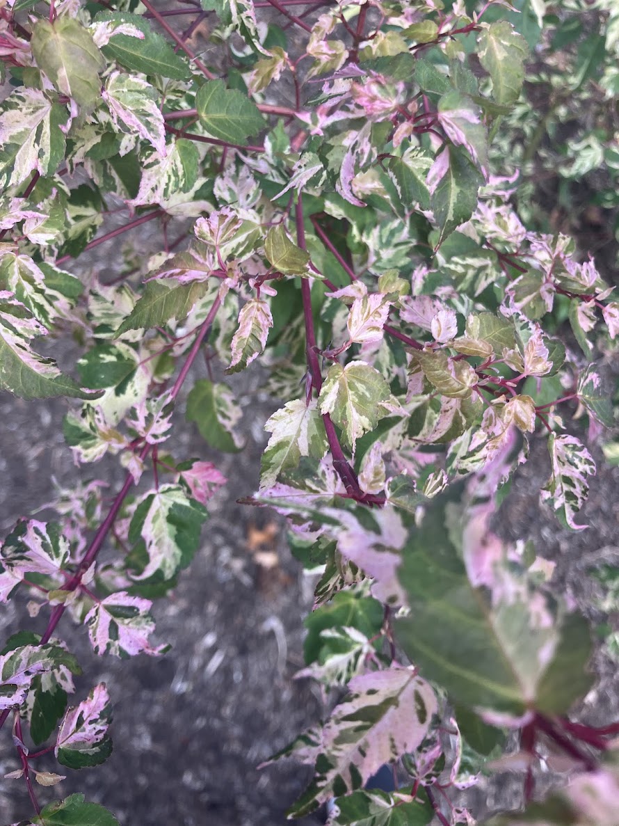 Acer crataegifolium 'Veitchii'