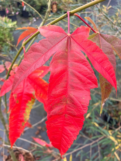 Acer elegantulum