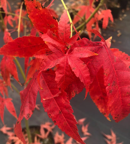 Acer elegantulum
