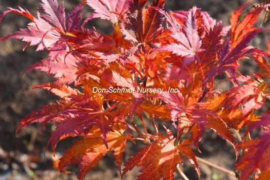 Close-up of red and orange leaves with 'Don Schmidt Nursery, Inc.' logo.