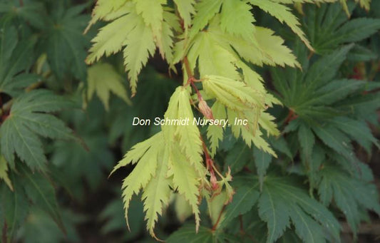Acer japonicum 'Ki Hachijo'