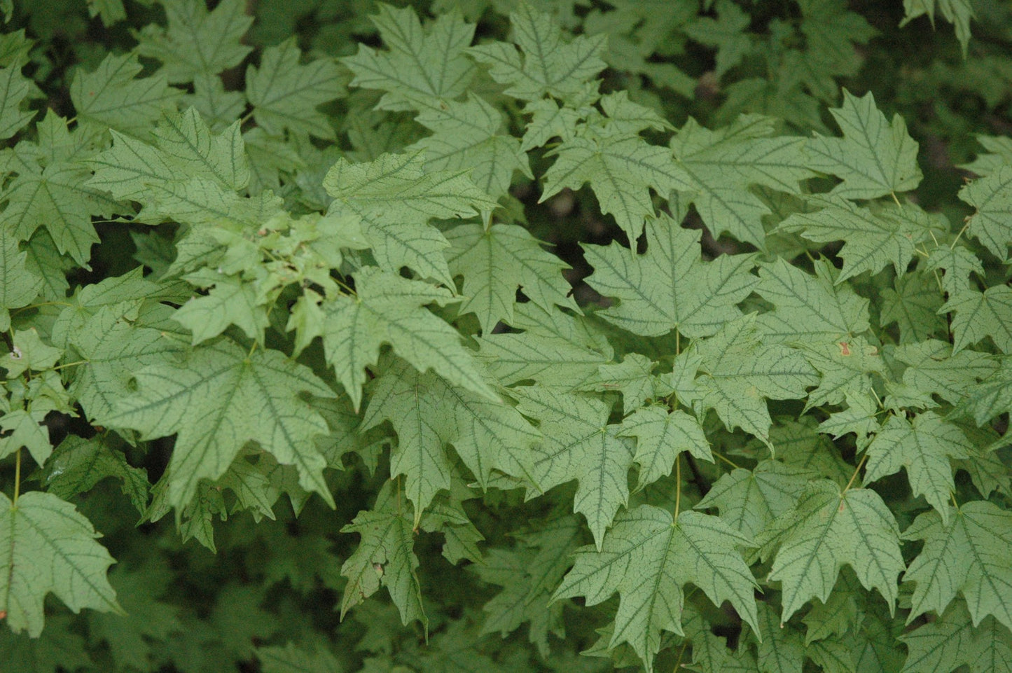 Acer leucoderme 'Confederate Ghost'