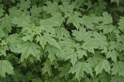 Acer leucoderme 'Confederate Ghost'