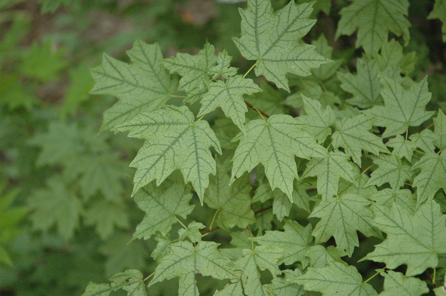 Acer leucoderme 'Confederate Ghost'