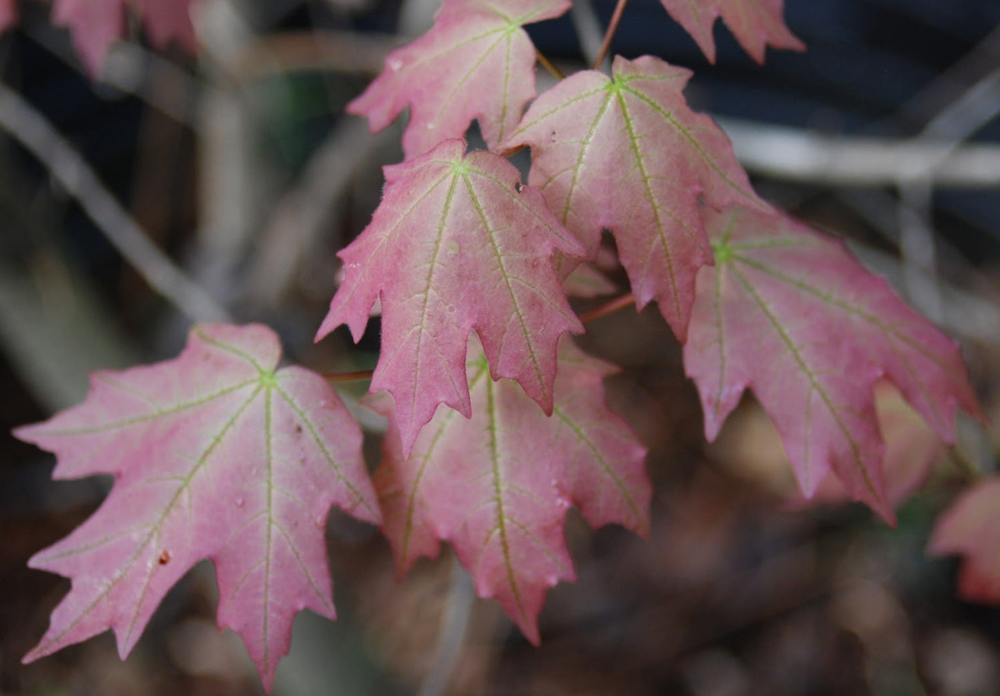 Acer leucoderme 'Confederate Ghost'