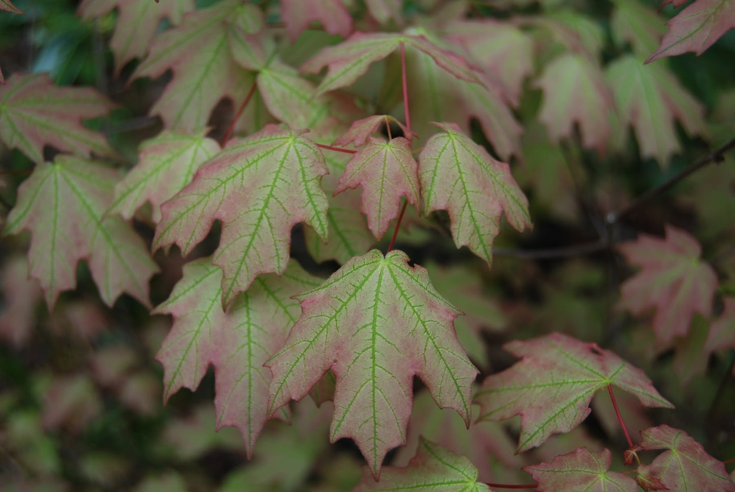 Acer leucoderme 'Confederate Ghost'