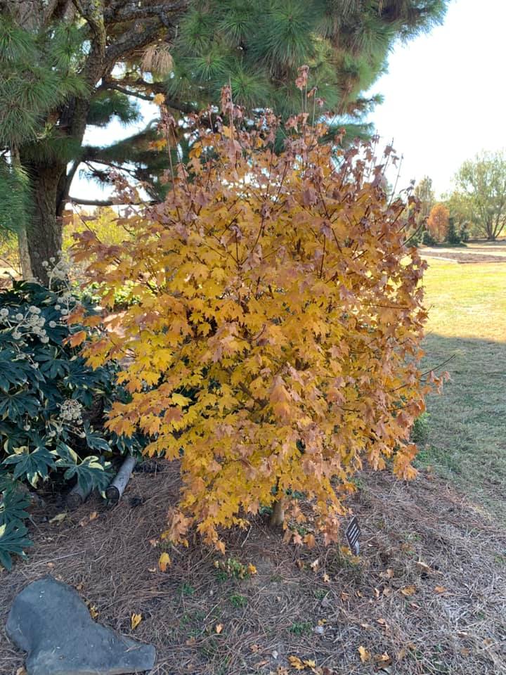 Acer leucoderme 'Confederate Ghost'