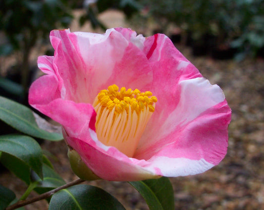 Camellia japonica 'Asian Artistry'
