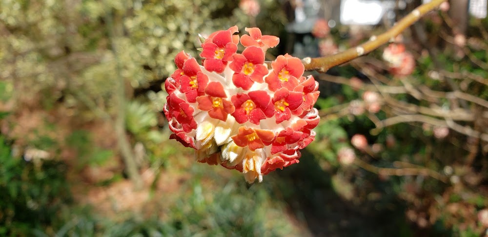 Edgeworthia papyrifera 'Akebono' RARE!