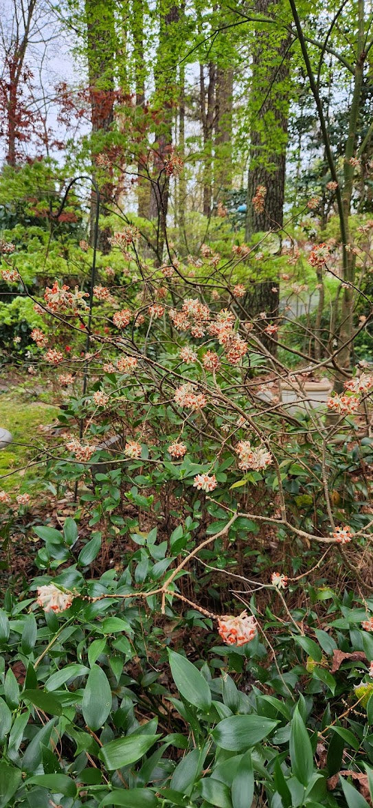 Edgeworthia papyrifera 'Akebono' RARE!