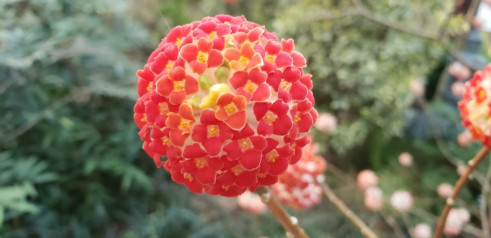 Edgeworthia papyrifera 'Akebono' RARE!