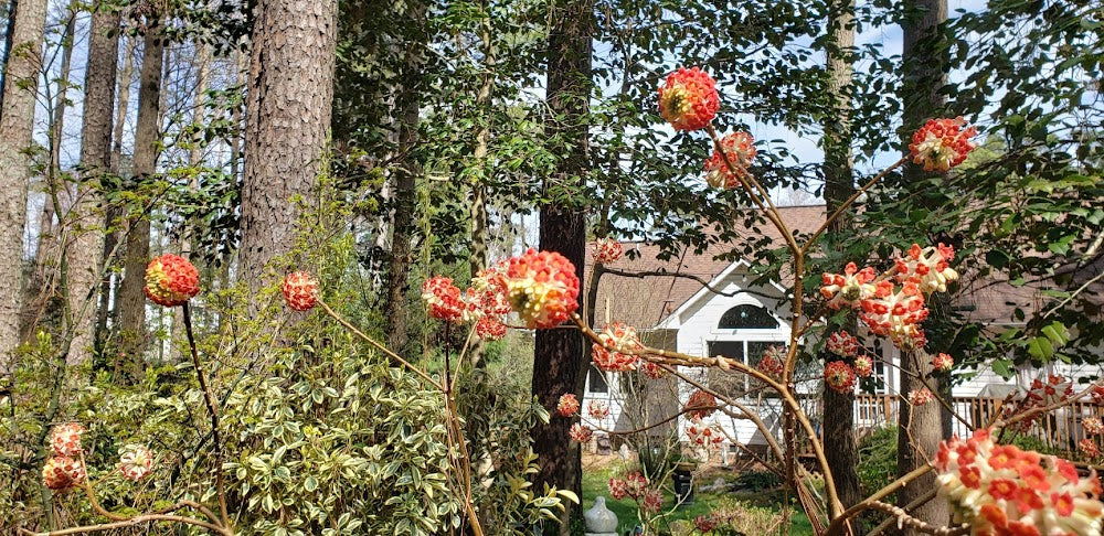 Edgeworthia papyrifera 'Akebono' RARE!