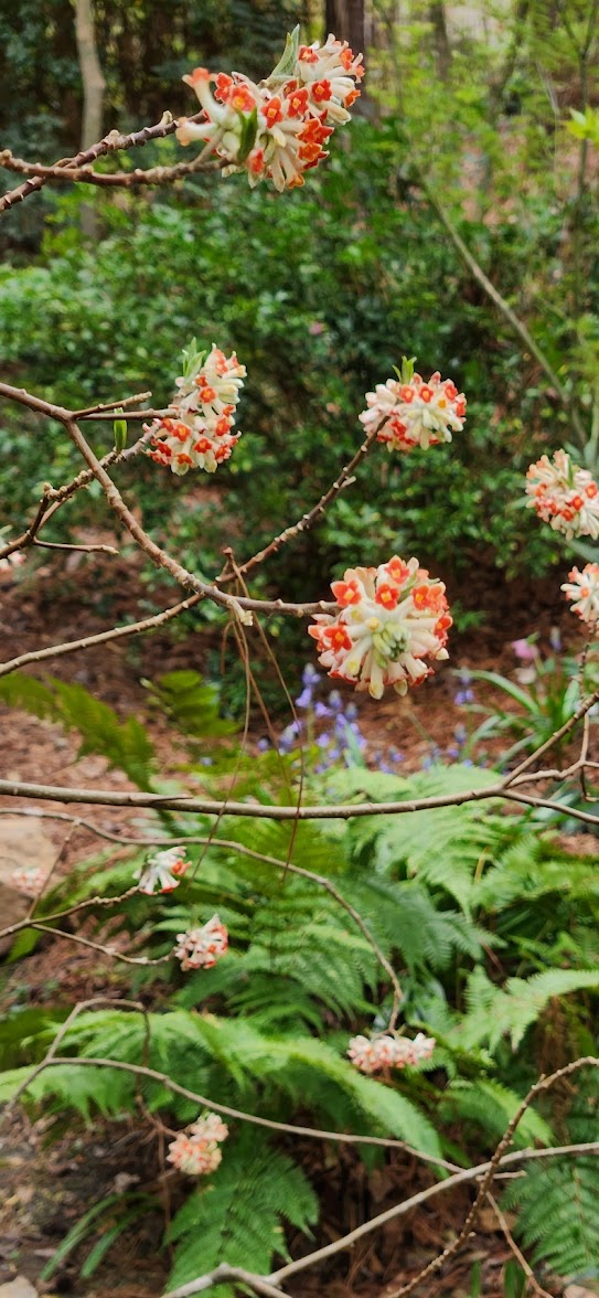 Edgeworthia papyrifera 'Akebono' RARE!