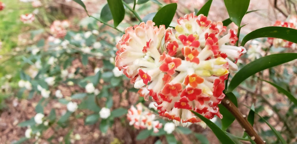 Edgeworthia papyrifera 'Akebono' RARE!