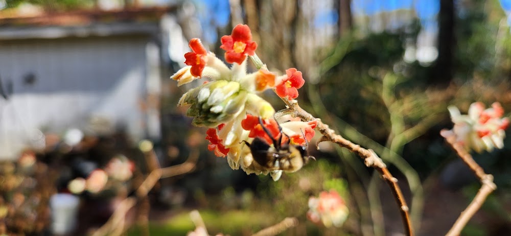 Edgeworthia papyrifera 'Akebono' RARE!