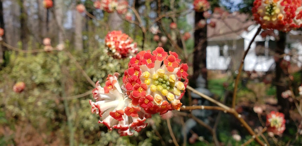 Edgeworthia papyrifera 'Akebono' RARE!