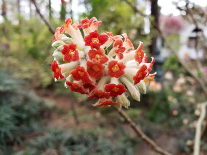 Edgeworthia papyrifera 'Akebono' RARE!