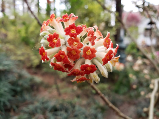 Edgeworthia papyrifera 'Akebono' RARE!