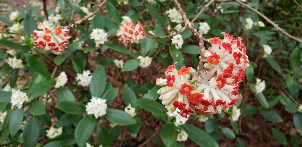 Edgeworthia papyrifera 'Akebono' RARE!
