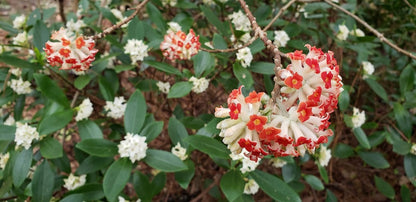 Edgeworthia papyrifera 'Akebono' RARE!
