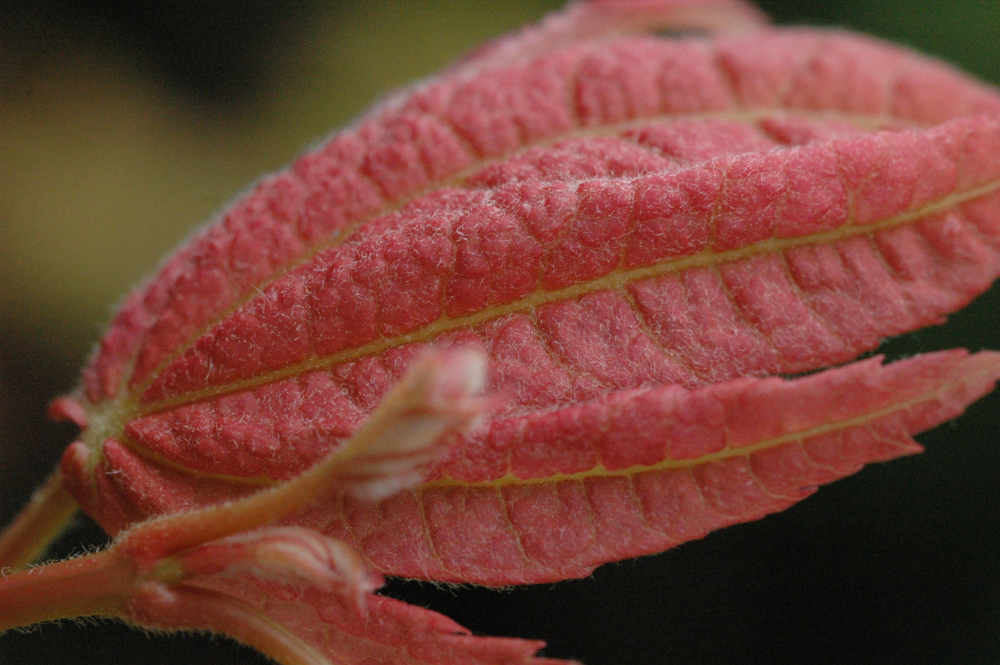 Acer japonicum 'Blushing Beauty'