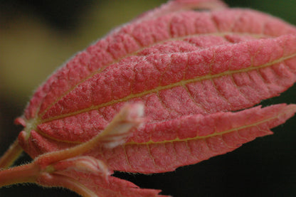 Acer japonicum 'Blushing Beauty'