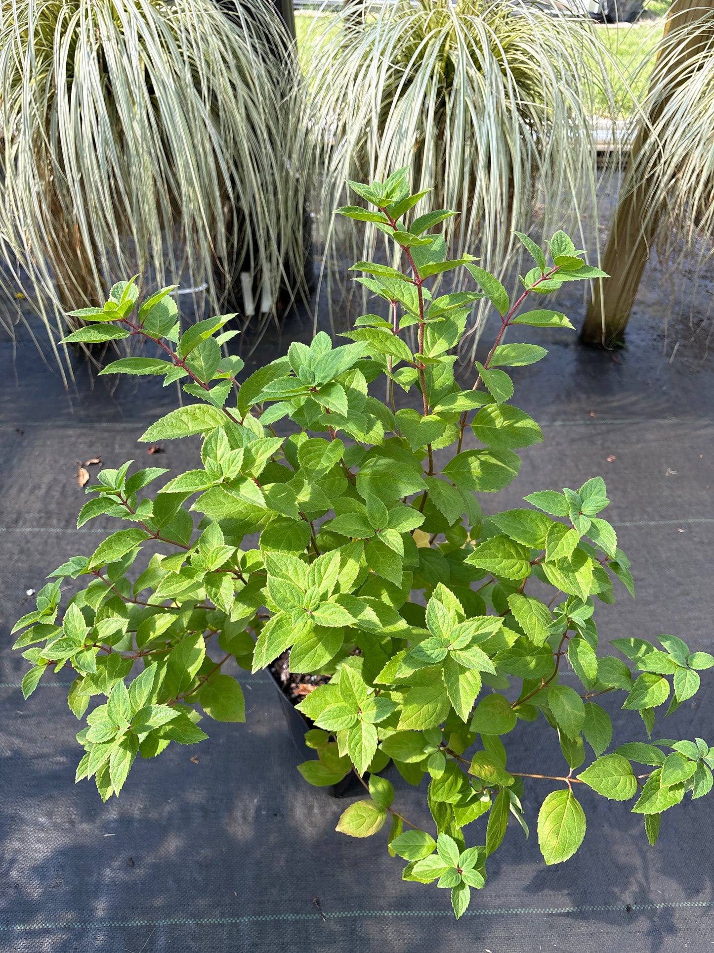 Hydrangea paniculata 'Bombshell'